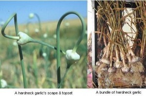 It's all about Garlic