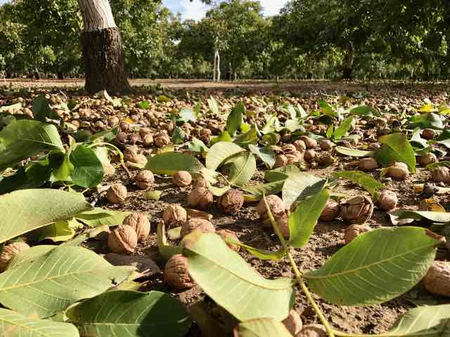 Walnuts Ready to be Gathered | Traveling 4 Food | Gary House