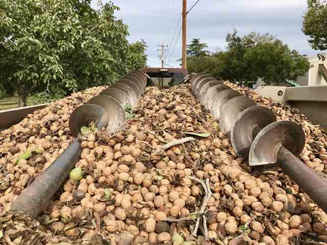Walnuts Ready for Processing | Traveling 4 Food | Gary House